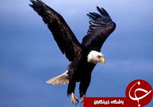 2 پرنده حمایت شده در طبیعت درصومعه سرا