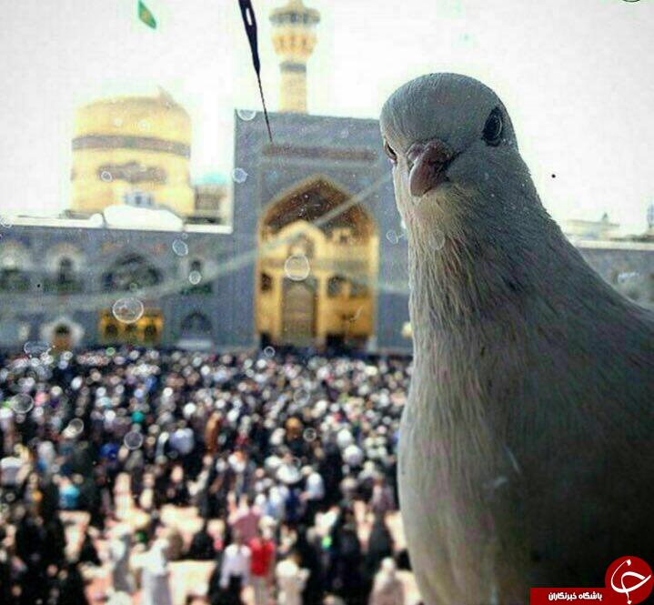 سلفی کبوتر در جوار حرم امام رضا + عکس