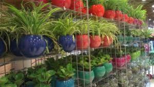 افتتاح نمایشگاه گل و گیاه درگرگان