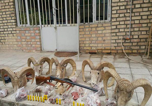 کشف اجزای بدن ۱۱ قوچ، آهو و کل وحشی توسط محیطبانان + تصاویر