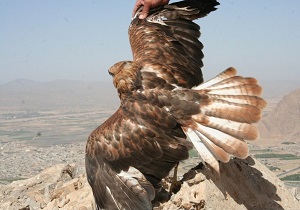 رهاسازی یک قطعه عقاب طلایی در خلخال