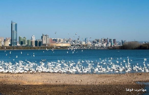 مهاجرت زیبای قوها به شهر 