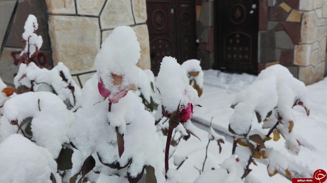 زیبایی روز برفی در یک روستا + تصاویر