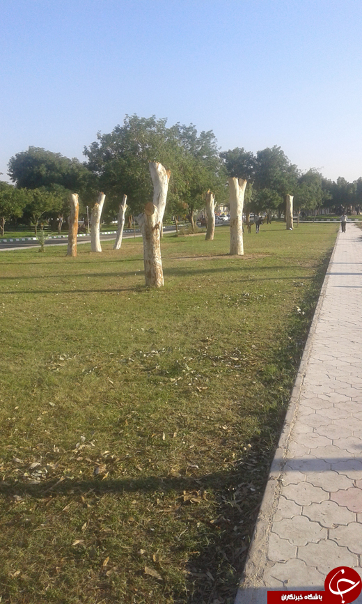 قطع درختان پارک برای فروش تنه + تصاویر قطع درختان پارک برای فروش تنه + تصاویر