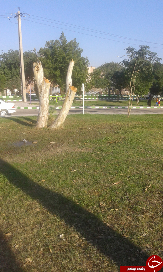 قطع درختان پارک برای فروش تنه + تصاویر قطع درختان پارک برای فروش تنه + تصاویر