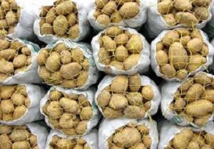 افزایش صادرات سیب زمینی در استان اردبیل