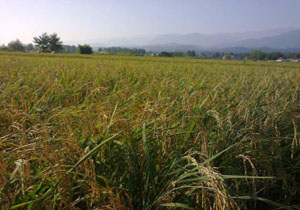 تصاویری از مزارع برنج در روستای خوریه