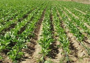 آغاز طرح تبدیل اراضی دیم به آبی در دشت مغان