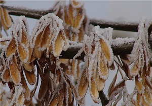 طبیعت زیبای زمستانی خلخال در واپسین روزهای پاییز