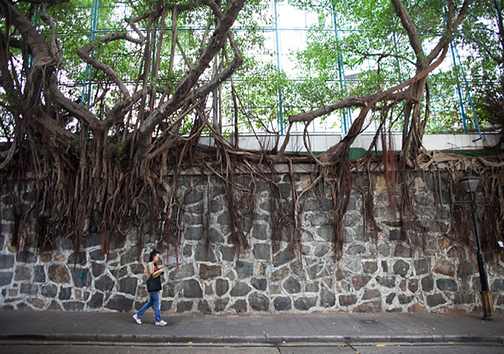 درختانی که در هرجا ریشه دوانده اند + تصاویر