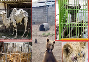 حیوان آزاران در حاشیه امن به سر می‌برند