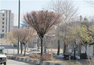 آغازعملیات هرس زمستانه درختان سطح شهر سنندج