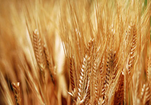 توزیع 754 تن بذر اصلاح شده گندم و جو در شهرستان شهرکرد