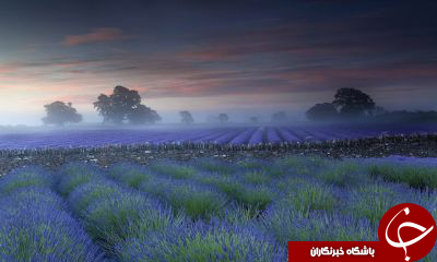 مزارع زیباوشگفت انگیز اسطوخودوس +تصاویر