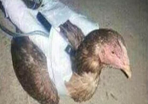 پرندگان انتحاری داعش برای حمله به هواپیماها