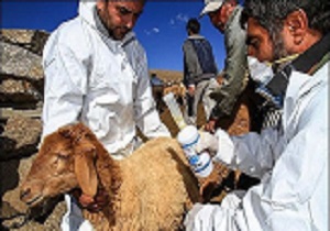 واکسیناسیون دام سنگین علیه بیماری تب برفکی در قزوین