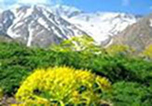 وجود 68 گونه انحصاری در منطقه حفاظت شده اشترانکوه