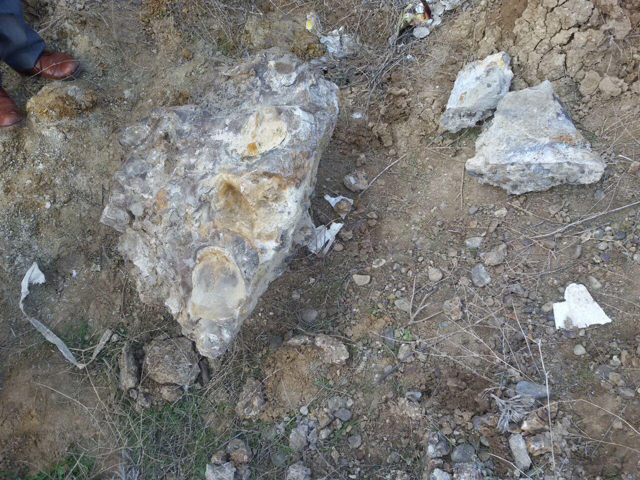 کشف بقایای جانور عظیم&zwnj;الجثه باستانی نادر در اردبیل + تصاویر