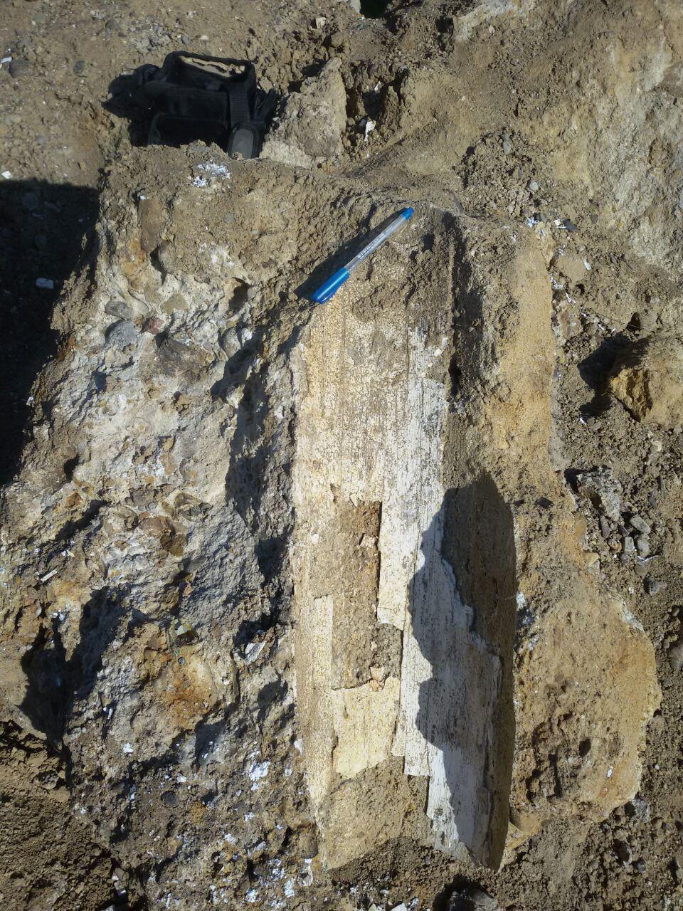 کشف بقایای جانور عظیم&zwnj;الجثه باستانی نادر در اردبیل + تصاویر