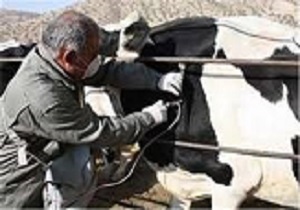 واکسینه شدن 95 درصد از دام های  شهرستان قزوین