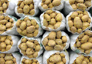 سیب زمینی در چهارمحال و بختیاری خرید تضمینی می شود