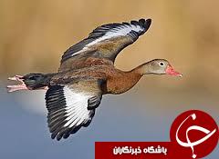 شکار مرگبار مرغابی در یکی از روستاهای استان فارس