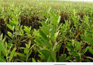 روستای امامزاده جعفر الگوی تولید و خودکفایی