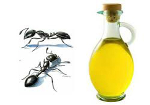 معجزه مورچه ها