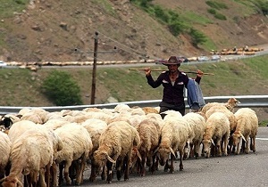 عشایر اردبیل در پوشش بیمه دام رتبه نخست کشوری کسب کردند