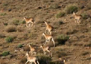دستگیری شکارچی متخلف در پارک ملی دنا