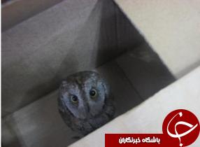 رهاسازی جغد انبار در انزلی