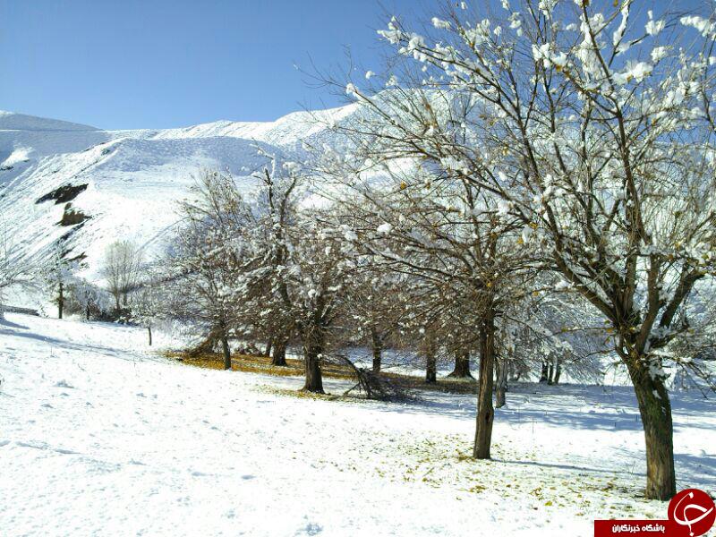 بازی زیبای برف و طبیعت + تصاویر