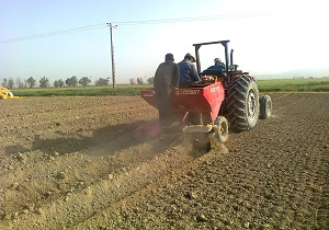 آغاز کشت پاییزه سیب‌زمینی در شهرستان نمین