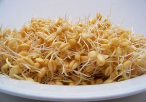 شادابی و تندرستی خود را با مصرف جوانه تضمین کنید