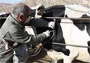 140 هزار راس دام خراسان رضوی در مقابل تب برفکی ایمن سازی شدند