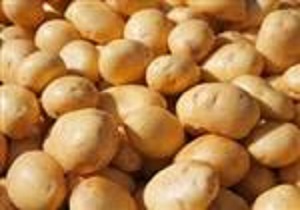 پرداخت یارانه 1500 ریالی برای صادرات هر کیلوگرم سیب زمینی