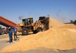 افزایش قیمت خرید تضمینی گندم