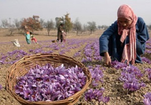 تولید 21 کیلوگرم زعفران در قم