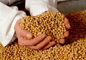 تولید 15هزار تن سویا در شهرستان بیله‌سوار