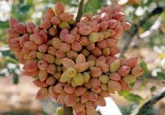 اهداء بیش از 700 تن پسته به نیازمندان خراسان جنوبی