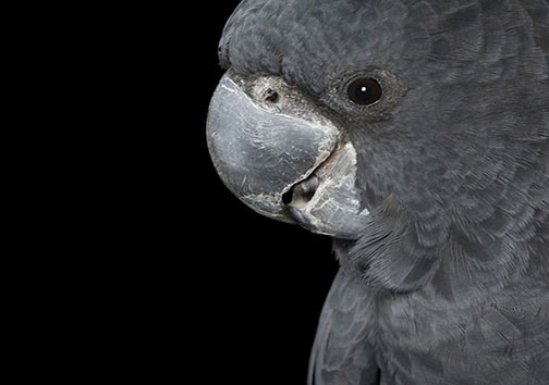 زیبایی پرندگان از نمای نزدیک + تصاویر