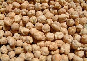 كشت 120 هكتار نخود پاییزه در شهرستان هرسین