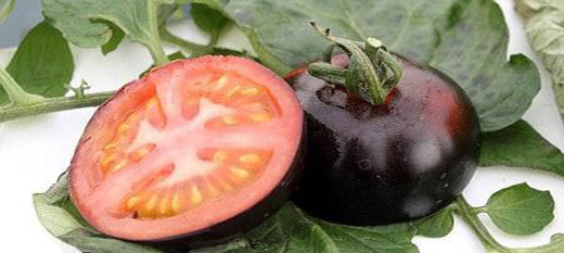 پرورش گوجه&zwnj;فرنگی به رنگ&zwnj;سیاه+عکس