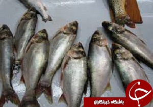 کشف و معدوم سازی بیش از دوهزار کیلو گرم ماهی فاسد در شهرکرد