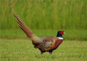آغاز سرشماری پاییزه قرقاول در گرگان
