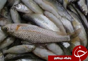 کشف و معدوم سازی بیش از دوهزار کیلو گرم ماهی فاسد در شهرکرد