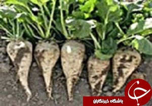 خرید 51 هزار تن چغندرقند از کشاورزان چهارمحال و بختیاری