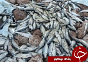 امحاء بیش از 2 هزار کیلوگرم ماهی قزل آلا آلوده
