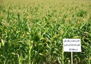 تولید هسته اولیه لاین سورگوم و ذرت برای نخستین بار در استان اردبیل