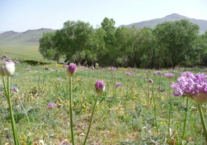 کشت موسیر در حوزه های آبخیز چهارمحال و بختیاری